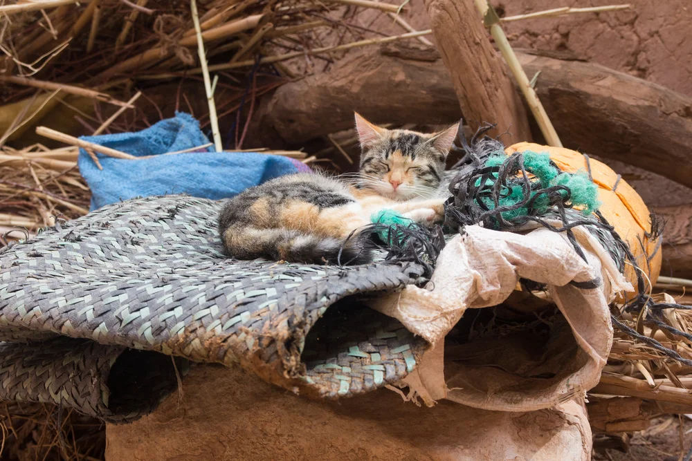 Sleeping Cat, Aït Benhaddou