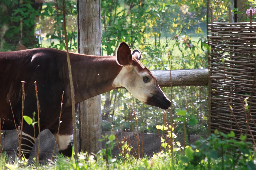 Okapi, London Zoo