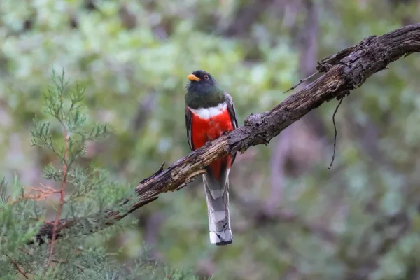 Coppery-tailed Trogon, Arizona, August 2026