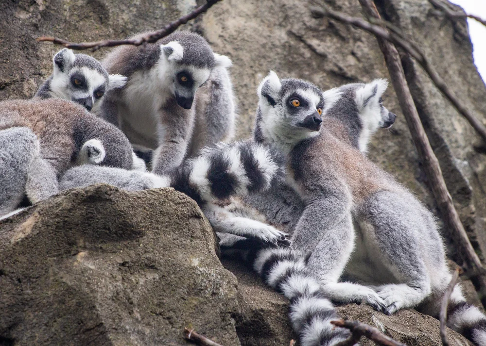 Lemur Huddle