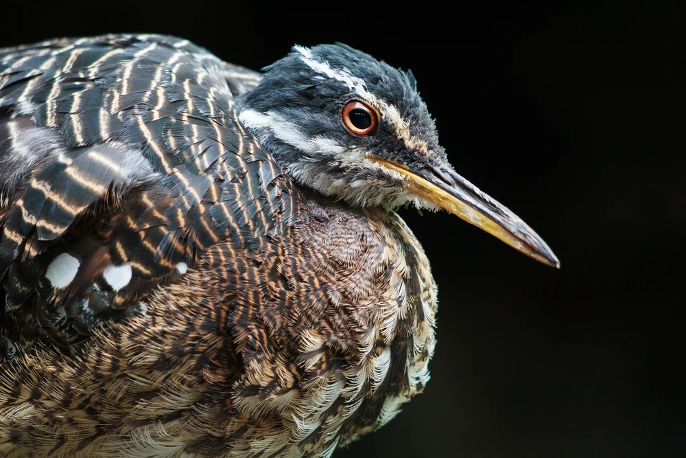 Sunbittern