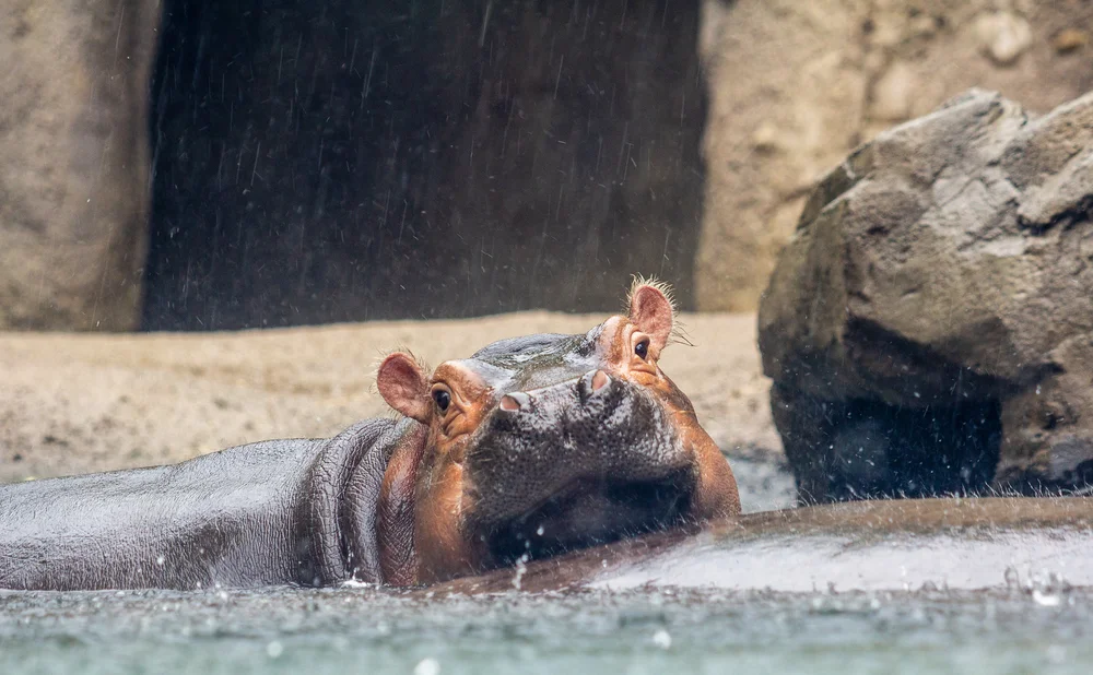 Fiona Smiles