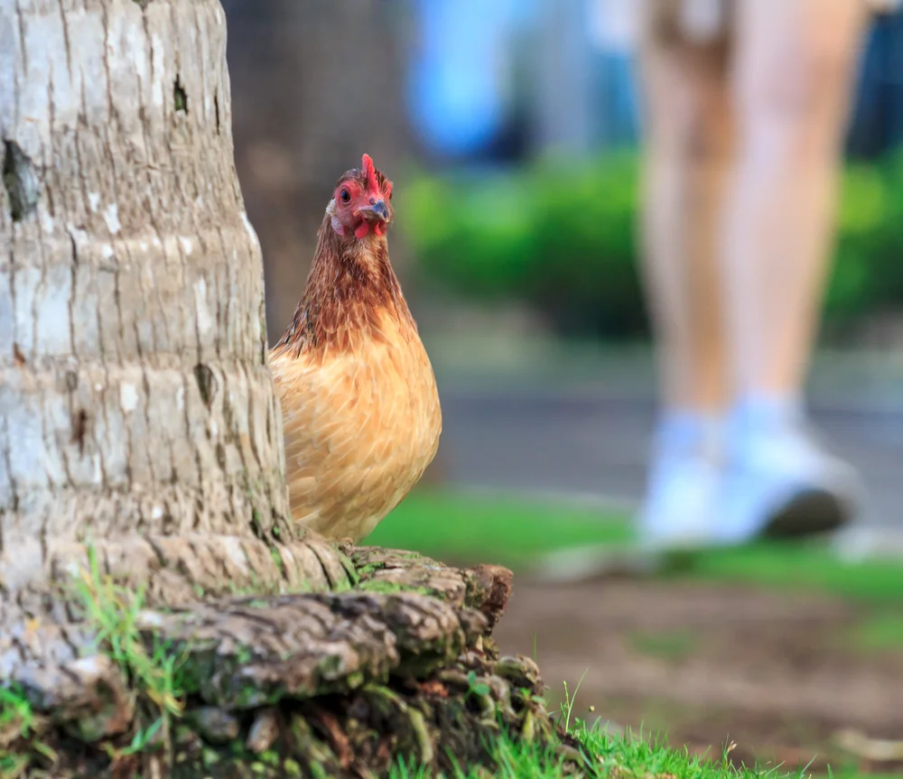 Stalking Chickens in Waikiki