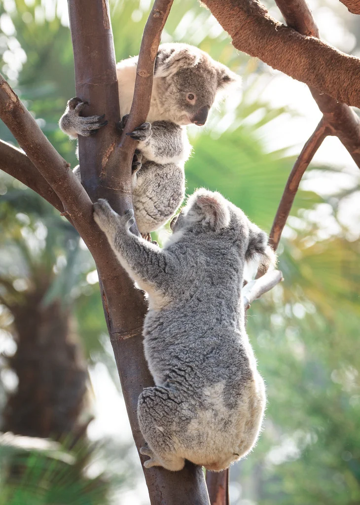 Koalas, San Diego Zoo