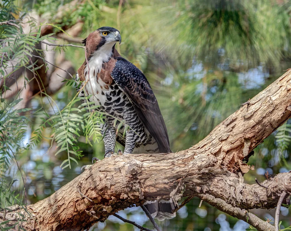 Ornate Hawk-Eagle