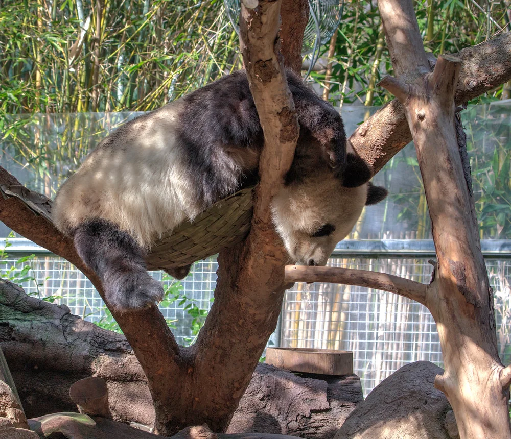 Giant Panda
