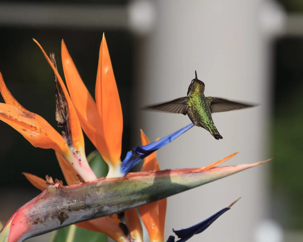 Hummingbird