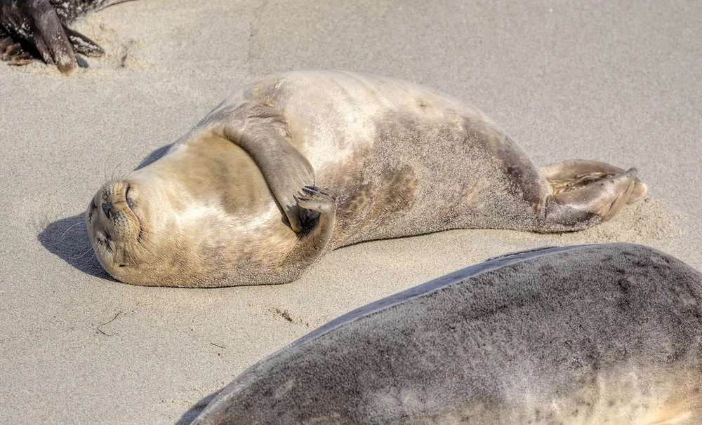 Good Life for a Seal