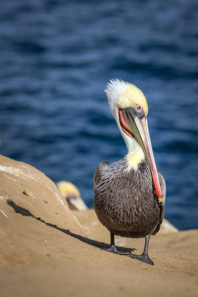 Pelican, La Jolla