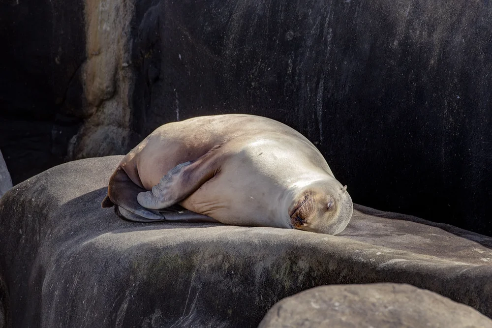 Sleeping Sea Lion