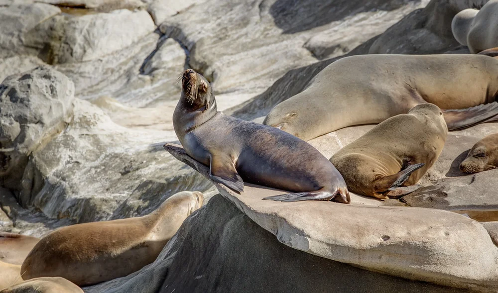 Proud Sea Lion
