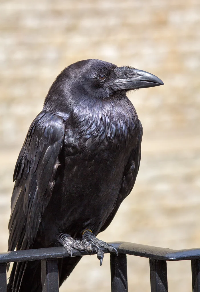Tower of London Raven