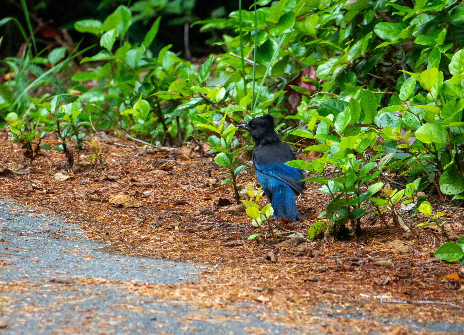 Steller's Jay at Shorepine Bog, Pacific Rim National Park